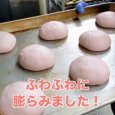 《期間限定》国産いちごとホイップクリームパン | アレルギー対応パンのtonton